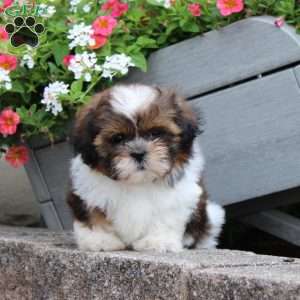 Ribbon, Teddy Bear Puppy